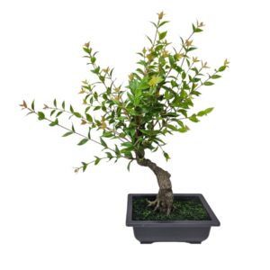 Faux Euca Bonsai Tree