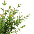 Euca Faux Bonsai In Pot DYF0400 Close Up