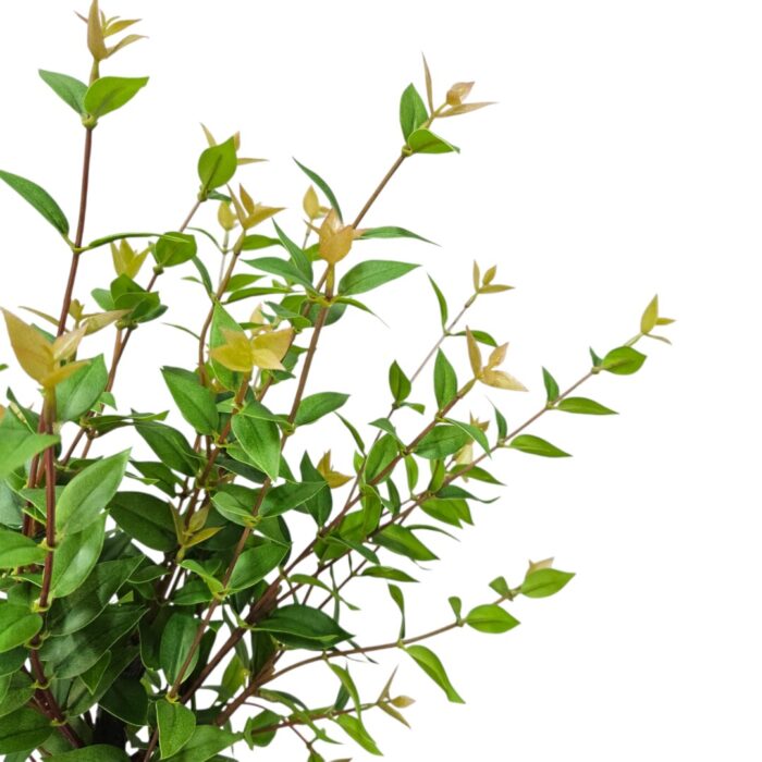 Euca Faux Bonsai In Pot DYF0400 Close Up Euca Faux Bonsai In Pot DYF0400 Close Up