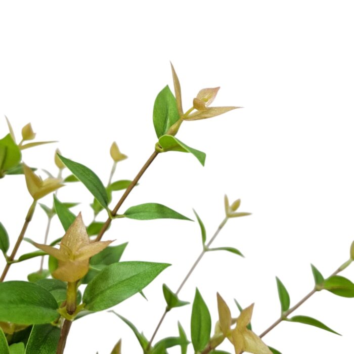 Euca Faux Bonsai In Pot DYF0400 Close Up View Euca Faux Bonsai In Pot DYF0400 Close Up View