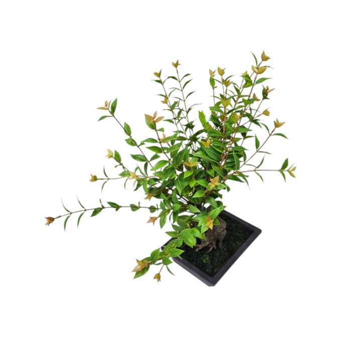 Euca Faux Bonsai In Pot DYF0400 Top Euca Faux Bonsai In Pot DYF0400 Top