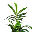 Faux Bamboo Plant 200cm DYF0109 Close