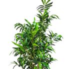 Faux Bamboo Plant 200cm DYF0109 Top