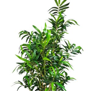 Faux Bamboo Plant 200cm DYF0109 Top