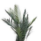 Faux Premium Areca Palm Tree DYF0110 Close Top
