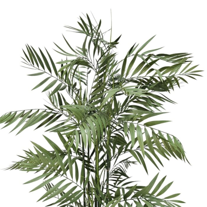 Faux Premium Bamboo Plant 1.7m DYF0105 Closxe Faux Premium Bamboo Plant 1.7m DYF0105 Closxe