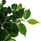 Faux Premium Ficus Tree DYF0015 Leaves