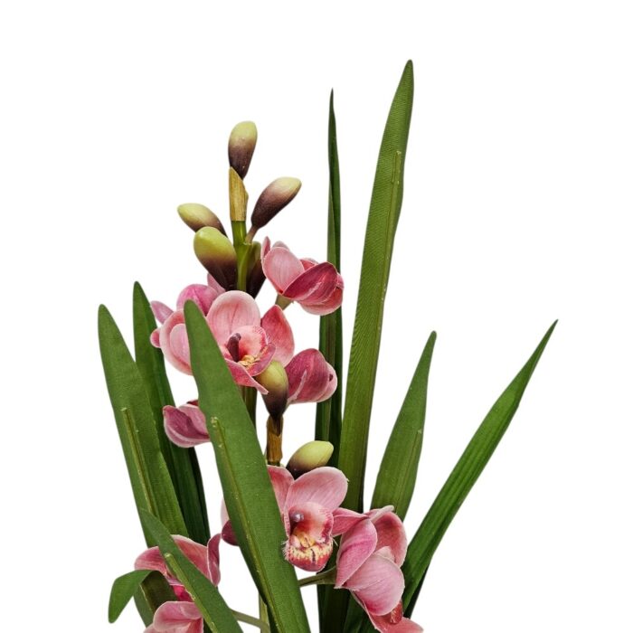 Cymbidium Pink Faux TRA0170 Close