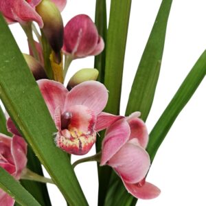 Cymbidium Pink Faux TRA0170 Close Up