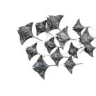 Manta Ray IWD0052 Close