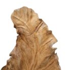 Root Teak Leaf Sculpture NJA9897 Close Up