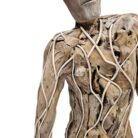 Scupture Groot Teak NJA9932 Close View Arm
