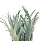 Staghorn Plant Faux TRA1017 Close Top