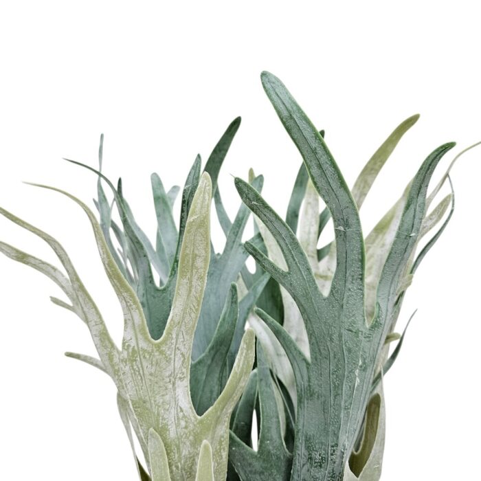 Staghorn Plant Faux TRA1017 Close Top