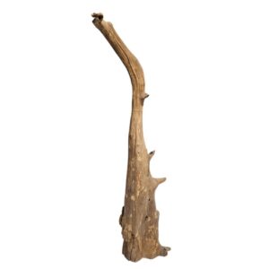 Grand Abstract Teak Root Feature Sculpture (140cm)