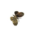 Butterfly Gold Metal GOL1776 Top