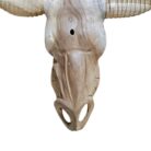 Teak Carved Buffalo Skull NJA7525B Close Front