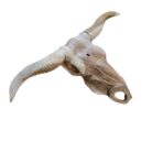 Teak Carved Buffalo Skull NJA7525B Side